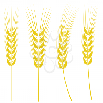 Ears of Wheat Isolated on White Background.