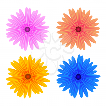 Colorful Fresh Spring Flowers Isolated on White Background.