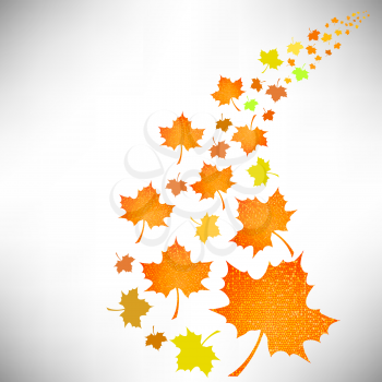Falling Autumn Leaves Isolated on White Background