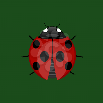 Summer Ladybug Icon Isolated on Green Background