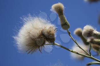 Green branched plant with white fluffy seeds outdoors closeup in a field in the wild against light blue sky