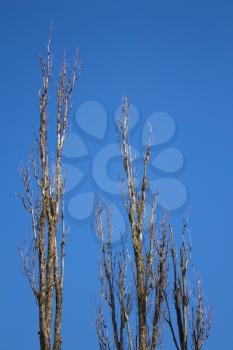 beautiful dried trees in sky background
