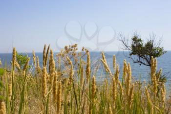 grass and sea