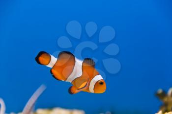 Image of clown fish in aquarium water
