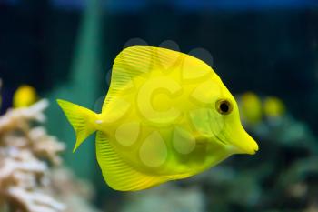 Image of zebrasoma yellow tang fish in aquarium