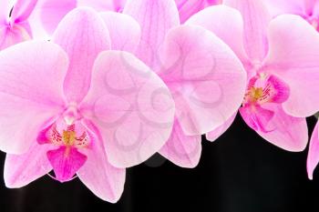 Photo of beautiful purple orchid on black background