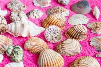 Photo of lot seashells on pink towel