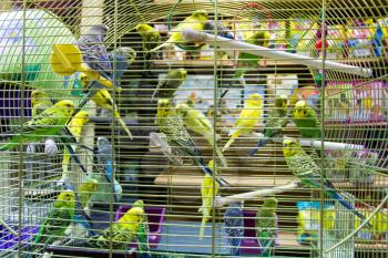 Photo of colour wavy parrots in the hutch