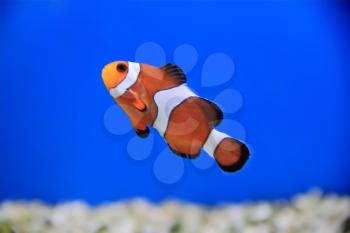 Image of clown fish in aquarium water