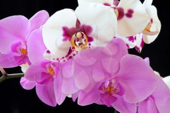 Beautiful purple and white orchid on black background