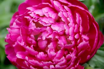 Image of pink peony on green background