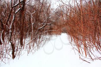 Image of winter forest with snow road