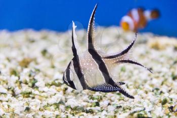 Photo of aquarium fish apogon pterapogon kauderni