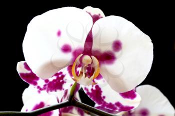 The beautiful white orchid on black background