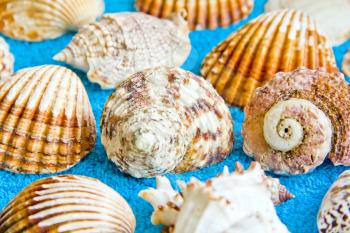 Photo of lot seashells on color towel