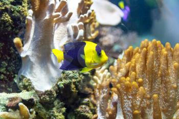 One small colorful pomacanthidae angel fish swimming in aquarium