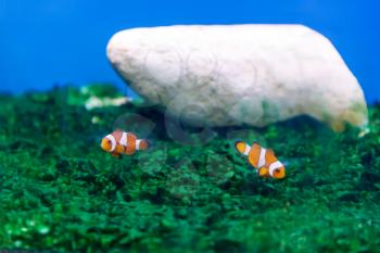 Two small clown fishes swimming on green background