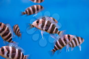 Several frontosa cyphotilapia fishes with stripes swimming in the aquarium