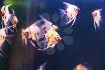 small group of triangle aquarium scalare fishes swimming
