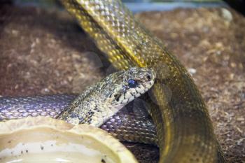 Photo of dangerous snake with blue eyes in zoo