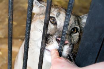 Lioness in the zoo biting human finger