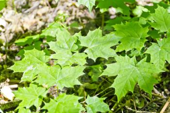 Young maple shoots in summer forest with sunlight