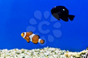 Horizontal photo of clown fish on aquarium bottom