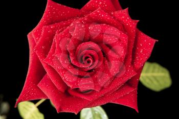Dark red rose in droplets of dew closeup on black background
