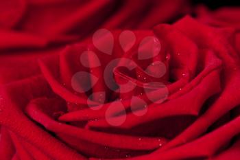 Background of dark red rose in droplets of dew closeup
