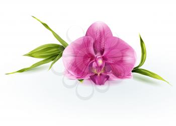 Royalty Free Clipart Image of a Pink Orchid