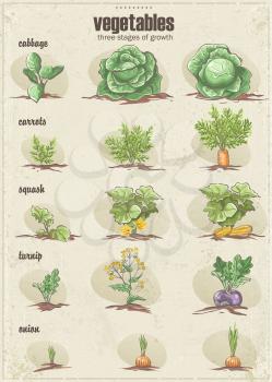 Royalty Free Clipart Image of a Vegetable Chart Showing Stages of Growth