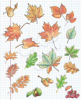 et of autumn leaves, chestnuts, acorns and viburnum on a background of notebook sheet in a cage