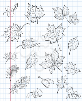 Set of autumn leaves, chestnuts, acorns and viburnum on a background of exercise book in a cage. black contour