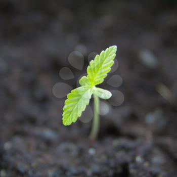 Single marijuana seedling, macro shot. Shallow DOF. 