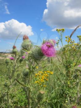 Arctium lappa, pink flower in a green field with blue sky and clouds