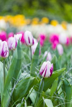 Fresh pink and white tulips in sunlight. Bunch of beautiful blooming flowers field. Spring time season garden. Abstract rural backdrop with vibrant colors. Marco shot. Blurry background. 
