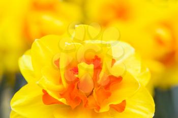 Fresh yellow narcissus in sunlight. Bunch of beautiful blooming flowers field. Spring time season garden. Abstract rural backdrop with vibrant colors. Marco shot. Blurry background. 