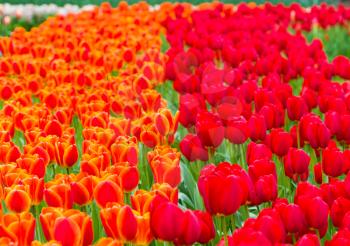 Fresh red and orange tulips in sunlight. Bunch of beautiful blooming flowers field. Spring time season garden. Abstract rural backdrop with vibrant colors. Marco shot. Blurry background. 