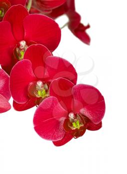 Red orchid flowers, isolated on white. Floral background