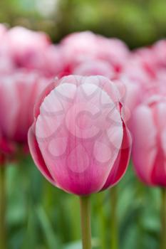 Pink tulip macro shot, shallow DOF. Blurry background.