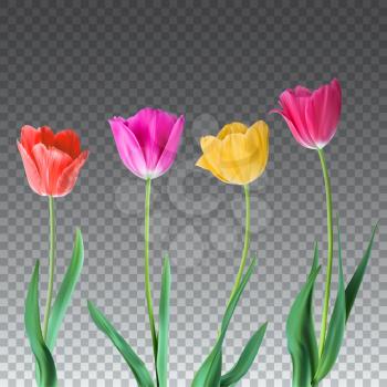 Tulips. Color vector tulips isolated on transparent background. Flowers in different shapes for your design and greetings, postcards card for your loved ones.
