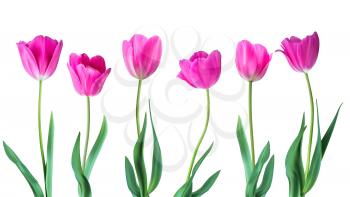 Tulips. Color vector tulips isolated on white background. Flowers in different shapes for your design and greetings, postcards card for your loved ones.