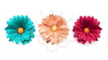 Set of colored chrysanthemum flowers, top view. Vector illustration of flower buds closeup isolated on white background
