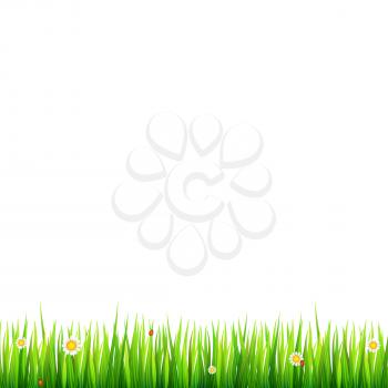 Green, natural grass border with white daisies, camomile flower and small red ladybug on white background. Template for your design or creativity.