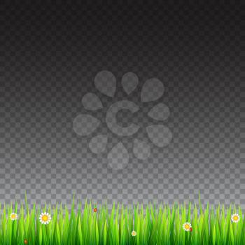 Green, natural grass border with white daisies, camomile flower and small red ladybug on transparent background. Template for your design or creativity.