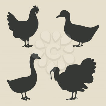 domestic fowl icon - vector illustration. eps 8