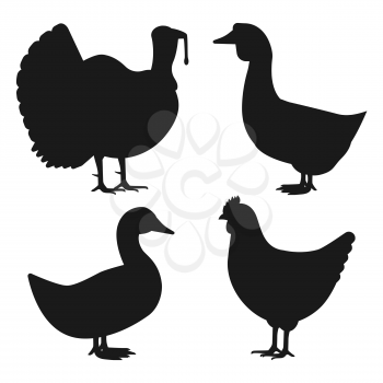 Poultry black silhouette set. Domestic fowls icons. Vector illustration
