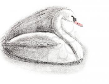children drawing - sketch of white swan