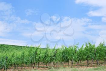 vineyard in Alsace, France