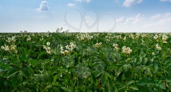 agricultural field of potato plant in France